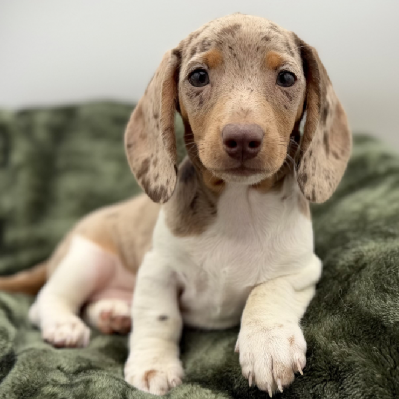 Petland Woodlands, TX Dachshund puppy available