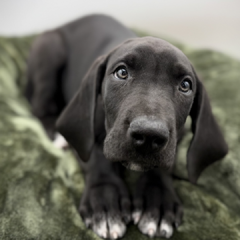 Petland Woodlands, TX Great Dane puppy available