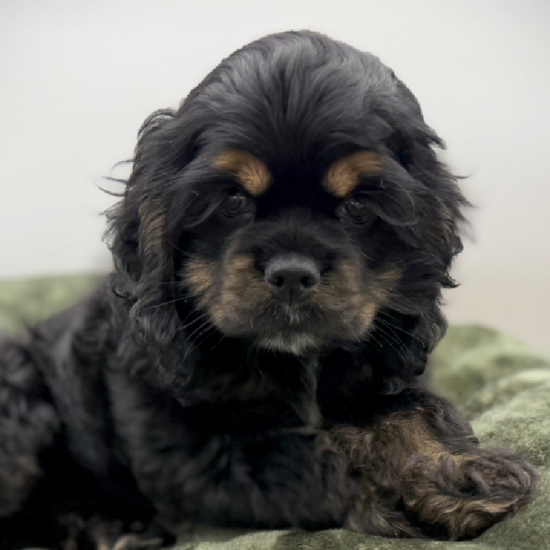 Petland Woodlands, TX Cocker Spaniel puppy available