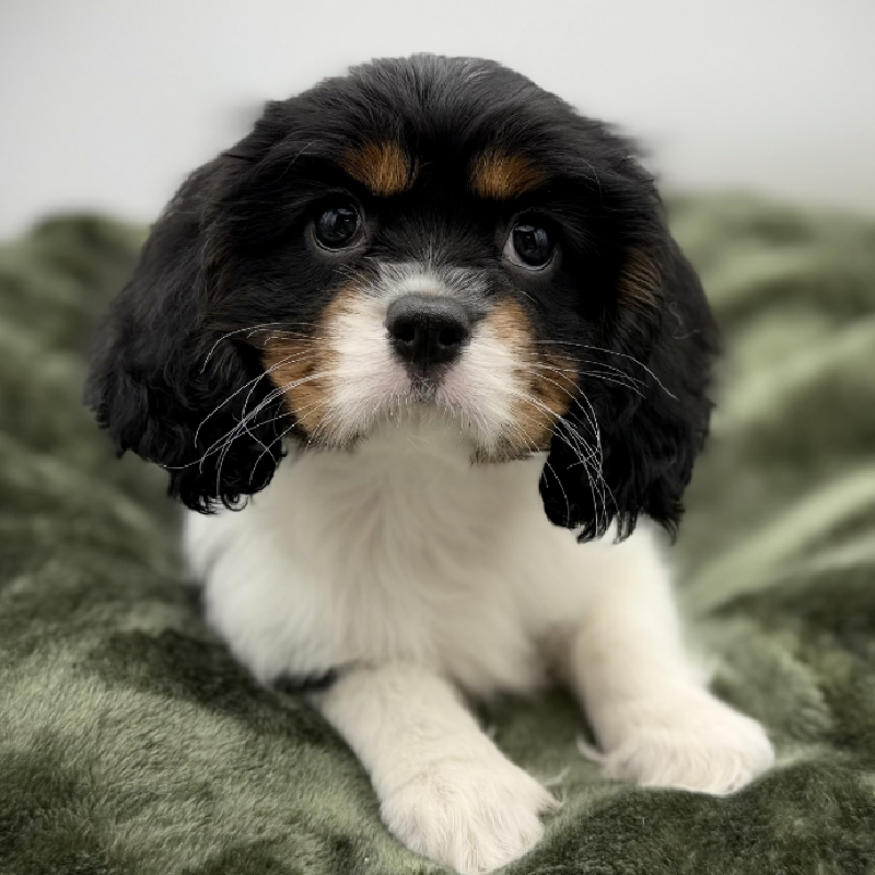 Petland Woodlands, TX Cavalier King Charles Spaniel puppy available