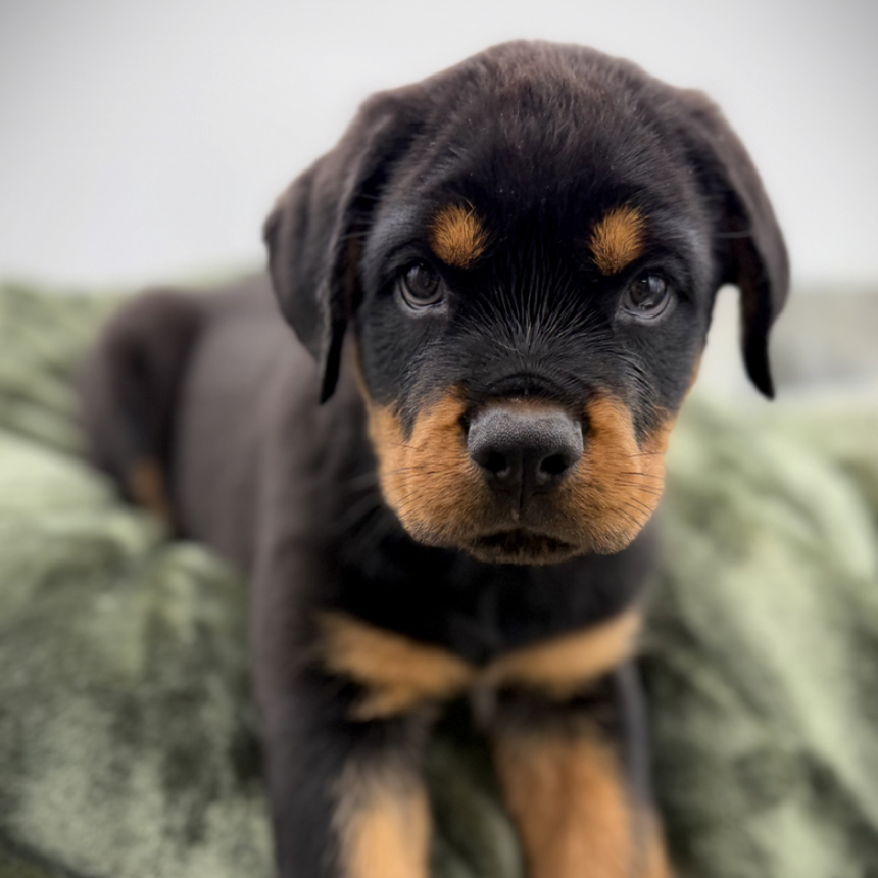 Petland Woodlands, TX Rottweiler puppy available