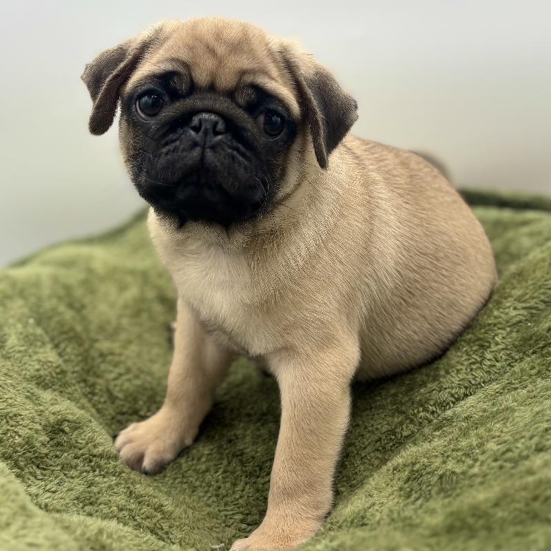 Pug - 6942, Pug