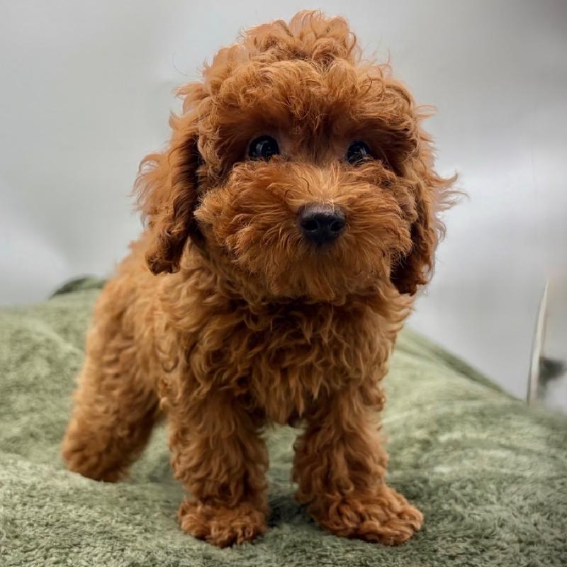 Poodle - 6962, Poodle