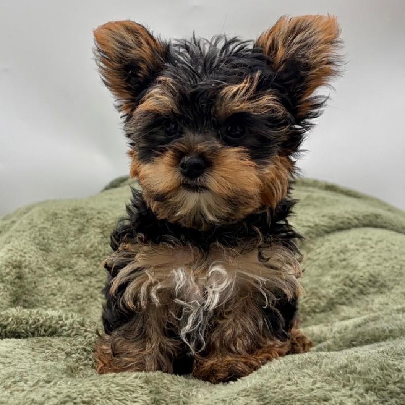 Yorkie - 6961, Yorkie