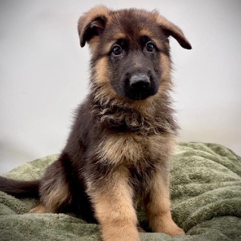 German Shepherd - 6964, German Shepherd