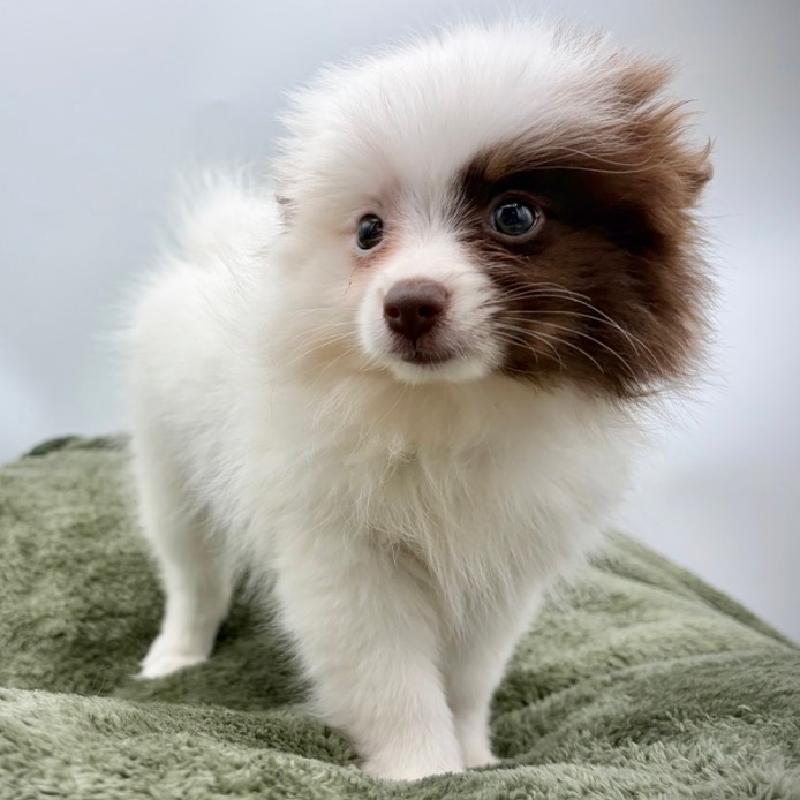 Pomeranian - 6963, Pomeranian