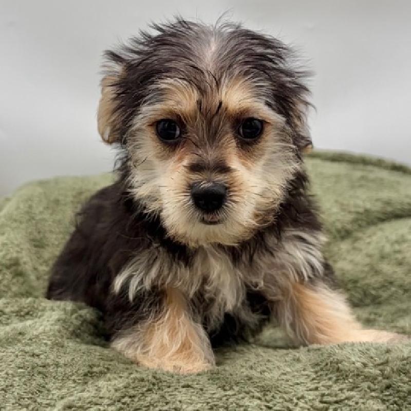 Morkie - 6966, Morkie