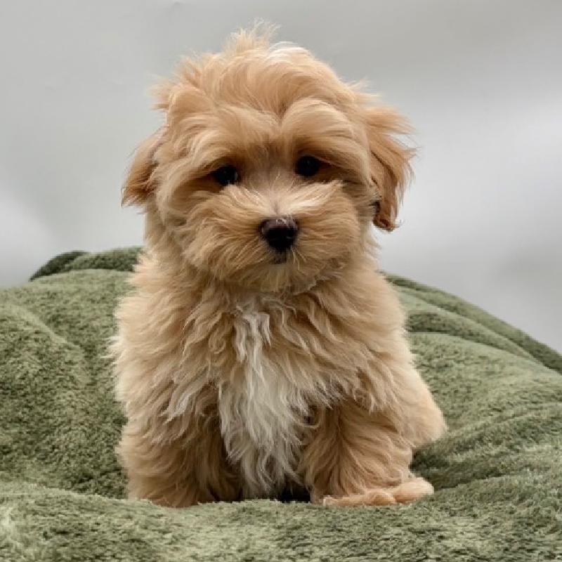 Maltipoo - 6975, Maltipoo