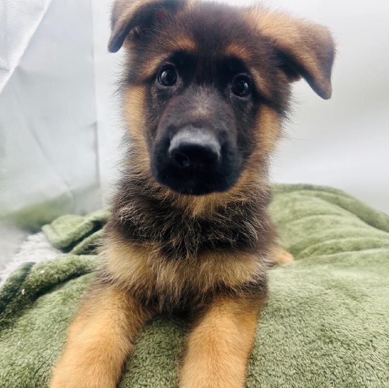 German Shepherd - 6965, German Shepherd