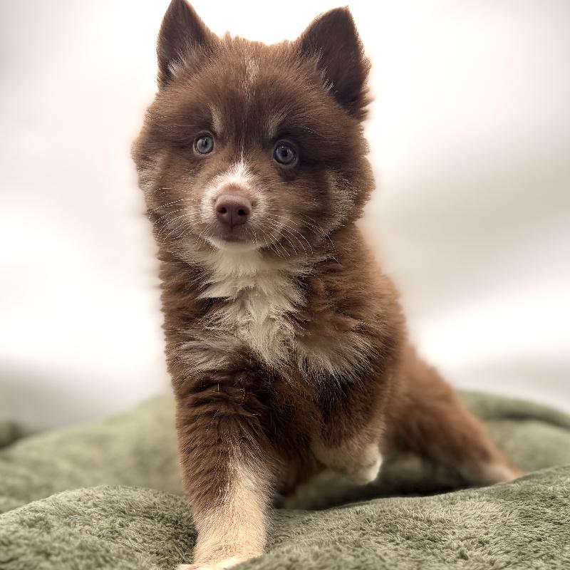 Pomsky - 6991, Pomsky