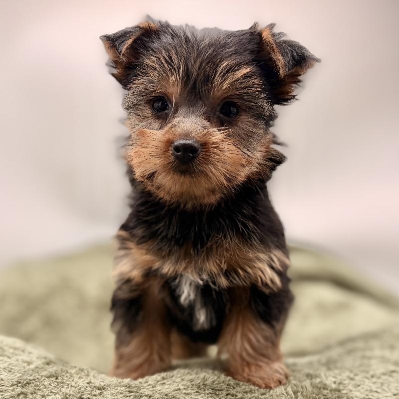 Yorkie - 6992, Yorkie