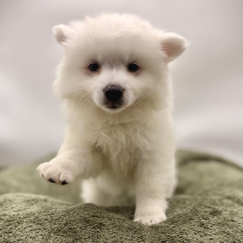American Eskimo Dog - 6996, American Eskimo Dog