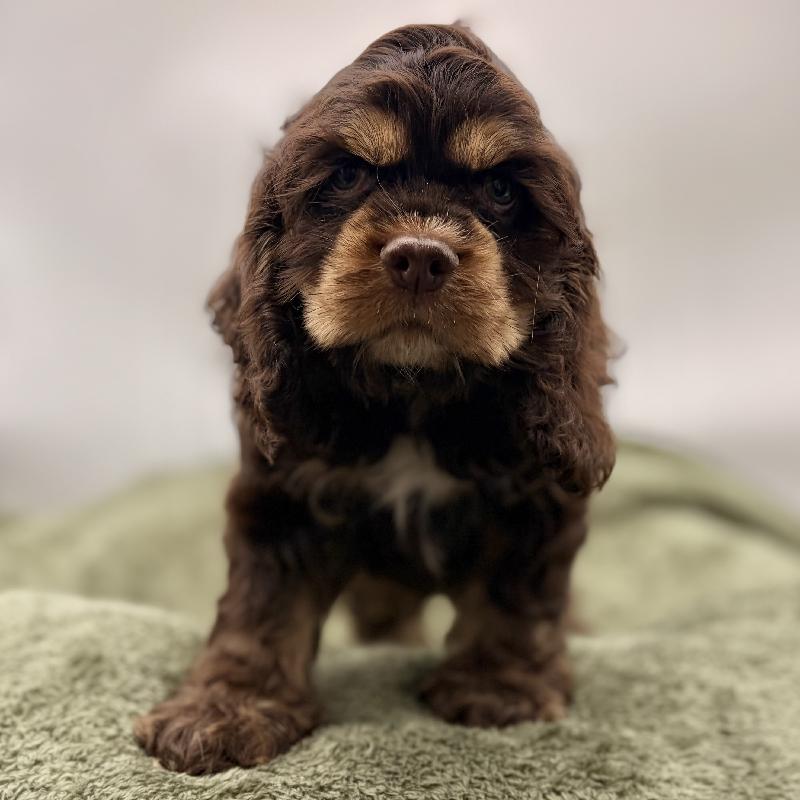 Cocker Spaniel - 6993, Cocker Spaniel
