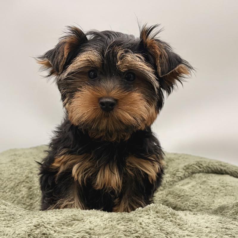 Yorkie - 6998, Yorkie
