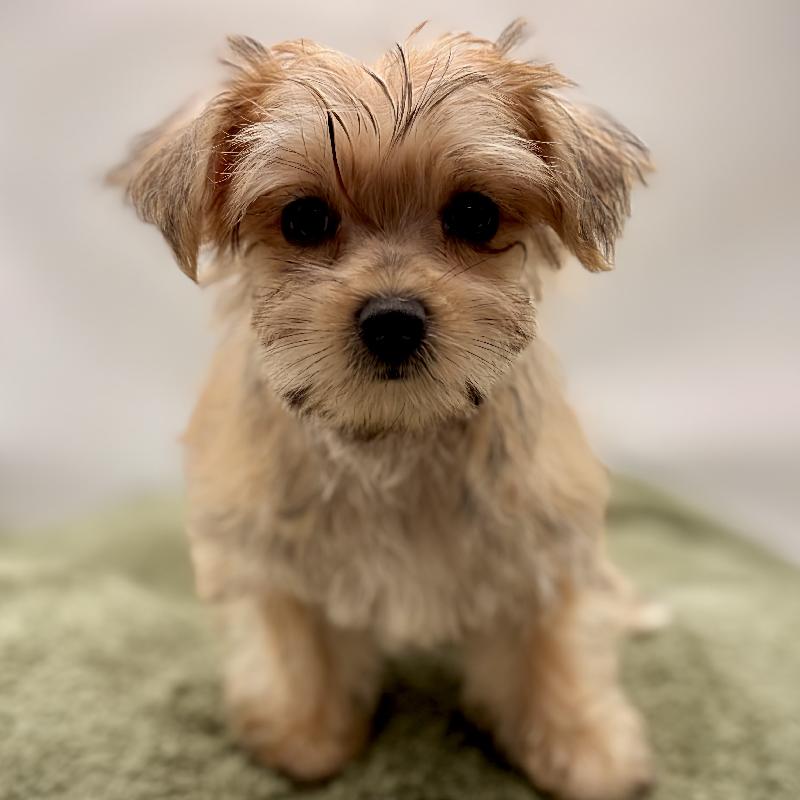 Morkie - 6997, Morkie