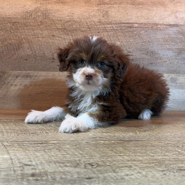 Mini Aussiedoodle - 7016, Mini Aussiedoodle