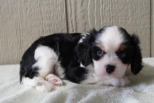 Cavalier King Charles Spaniel - 7011, Cavalier King Charles Spaniel