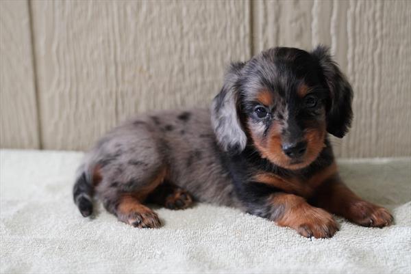 Dachshund - 7019, Dachshund