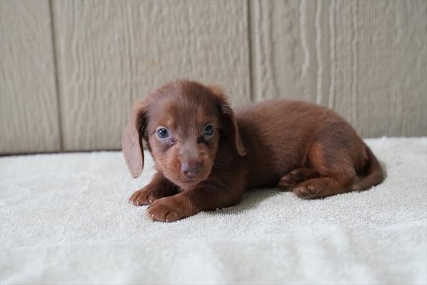 Dachshund - 7017, Dachshund