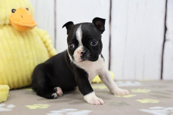 Boston Terrier - 7021, Boston Terrier