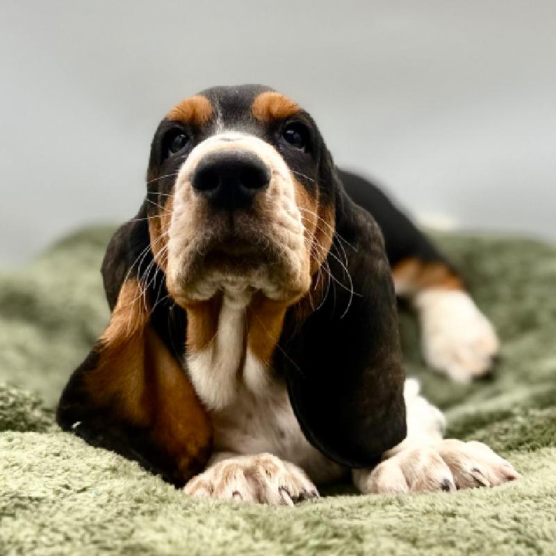 Basset Hound - 7018, Basset Hound