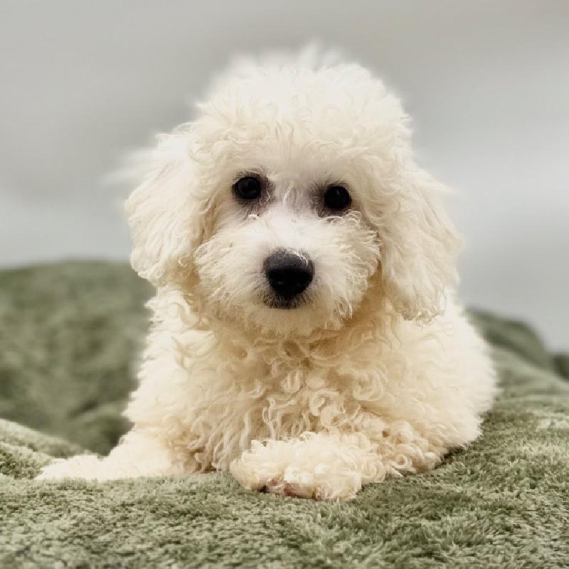 Bichon - 7010, Bichon
