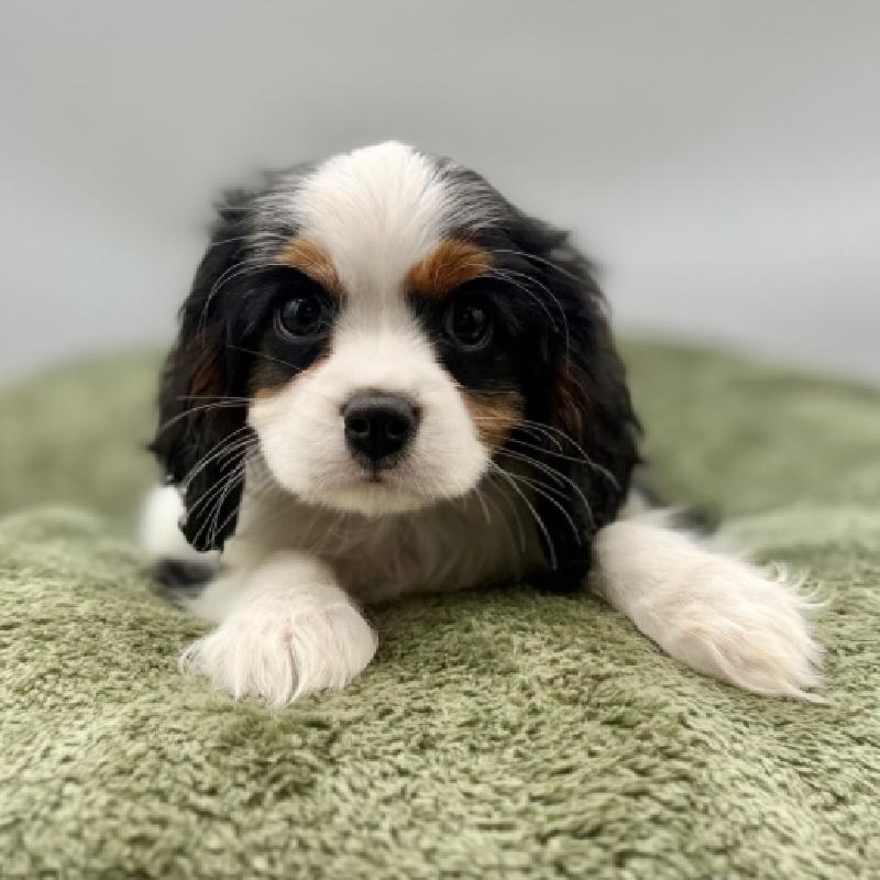 Cavalier King Charles Spaniel - 7011, Cavalier King Charles Spaniel
