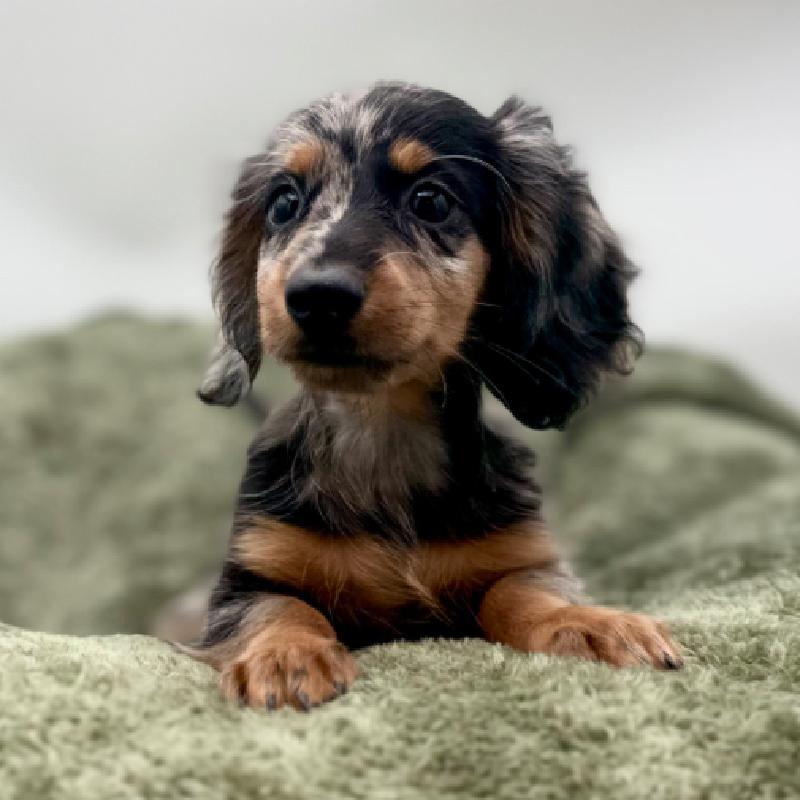 Dachshund - 7019, Dachshund