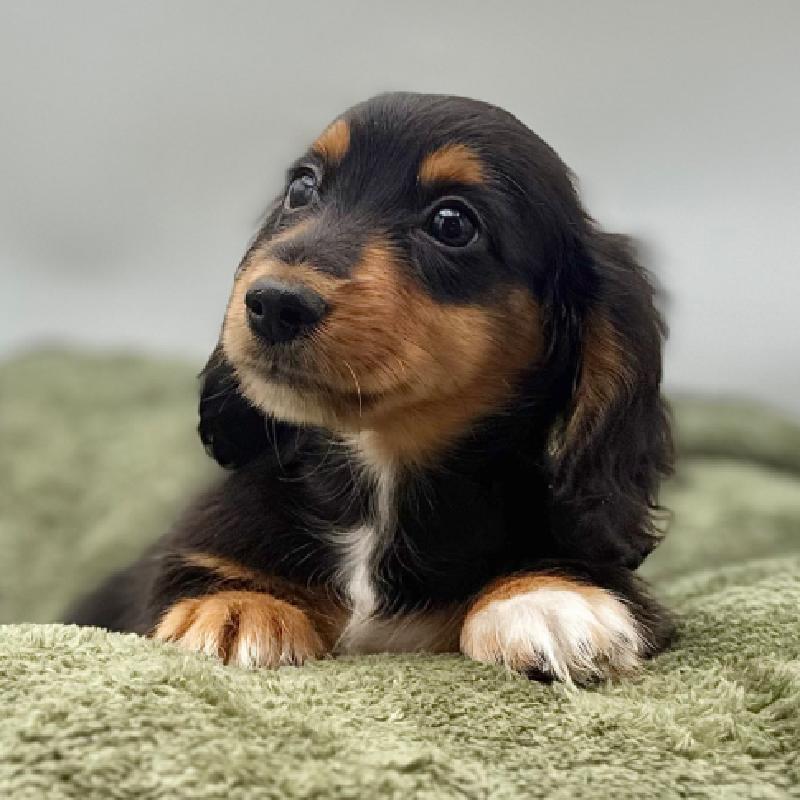 Dachshund - 7012, Dachshund