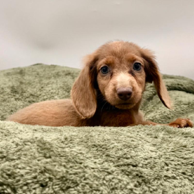 Dachshund - 7017, Dachshund