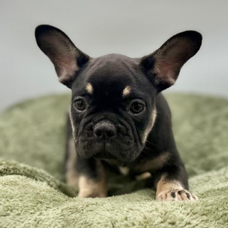 French Bulldog - 7020, French Bulldog