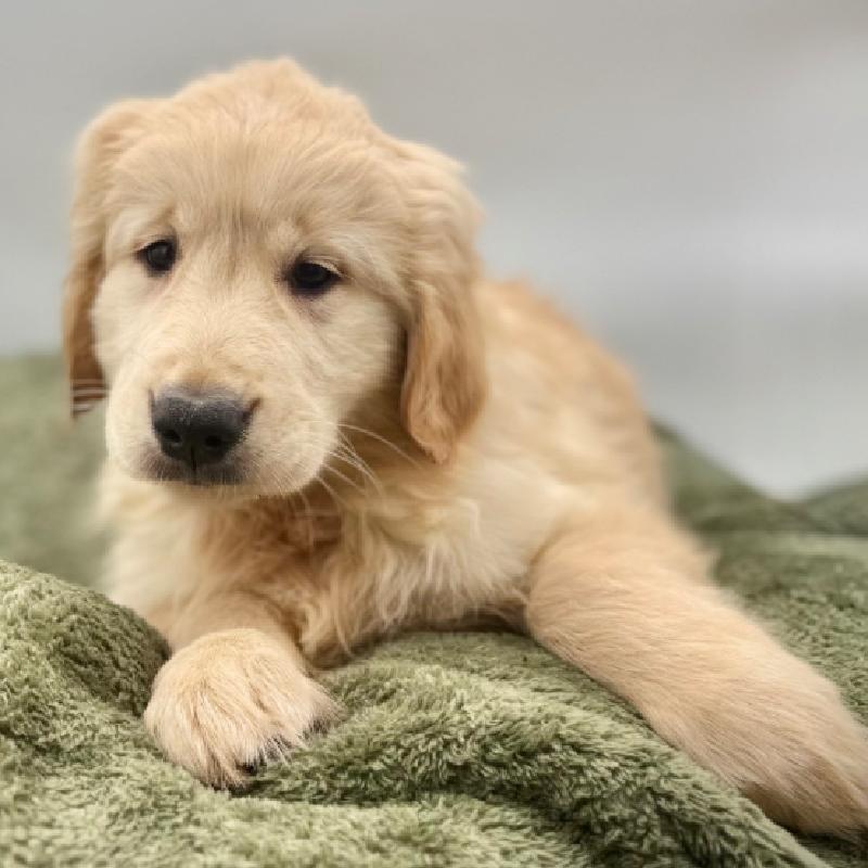 Golden Retriever - 7023, Golden Retriever