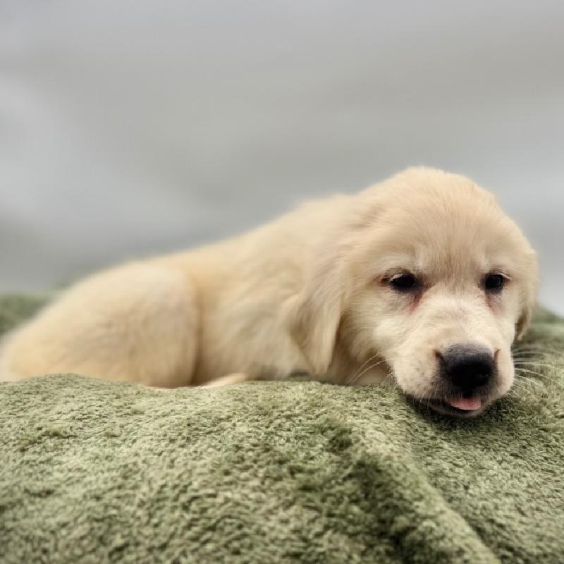 Golden Retriever - 7013, Golden Retriever