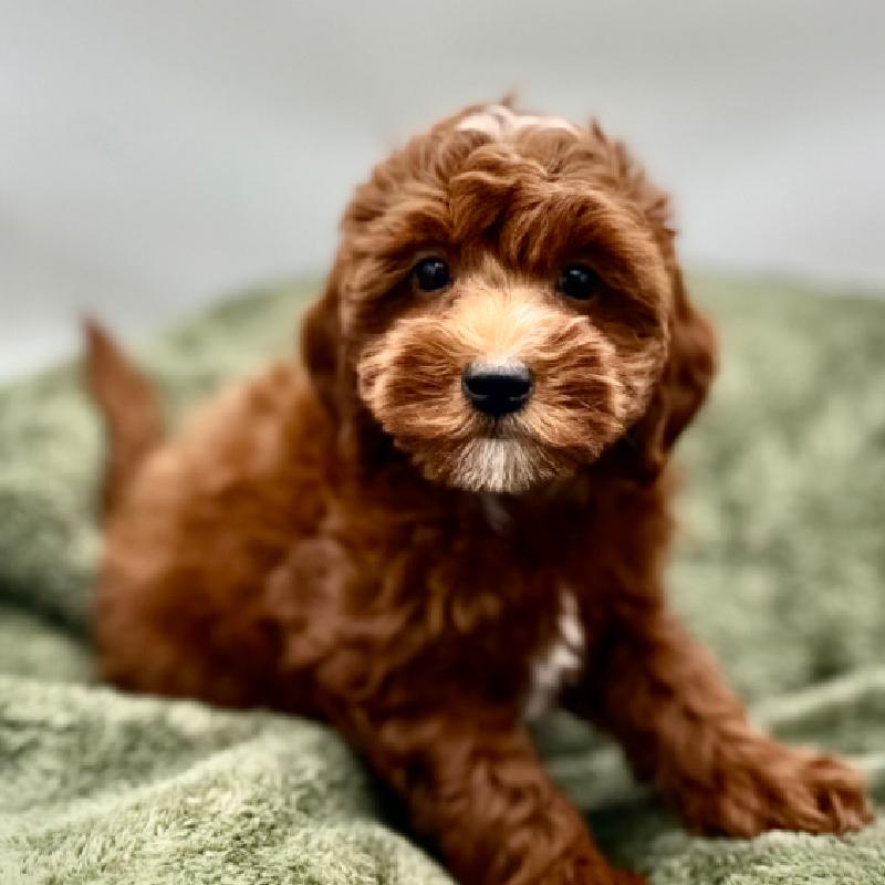 Mini Goldendoodle 2nd Gen - 7014, Mini Goldendoodle 2nd Gen