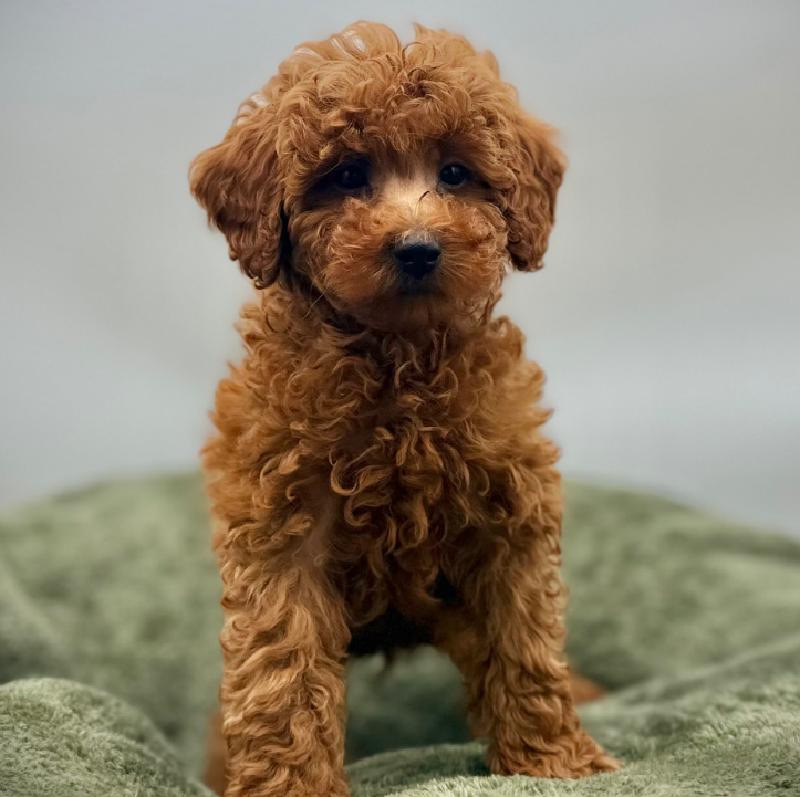 Poodle - 7022, Poodle