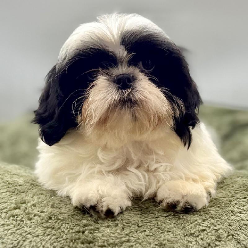 Shih Tzu - 7015, Shih Tzu