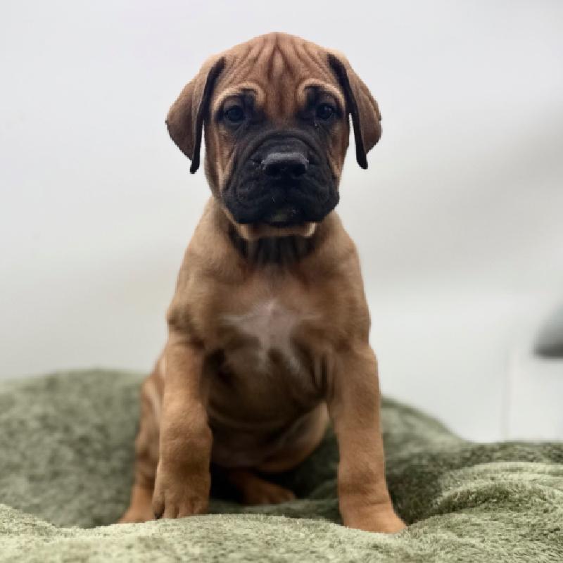 Bullmastiff - 7033, Bullmastiff