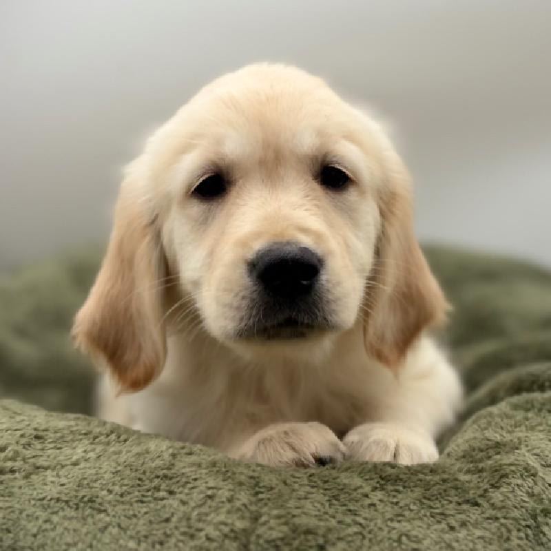Golden Retriever - 7040, Golden Retriever