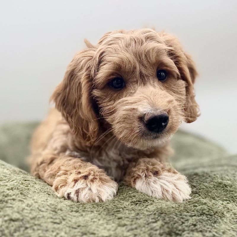 Mini Goldendoodle 2nd Gen - 7026, Mini Goldendoodle 2nd Gen