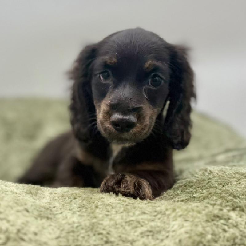Dachshund - 7027, Dachshund