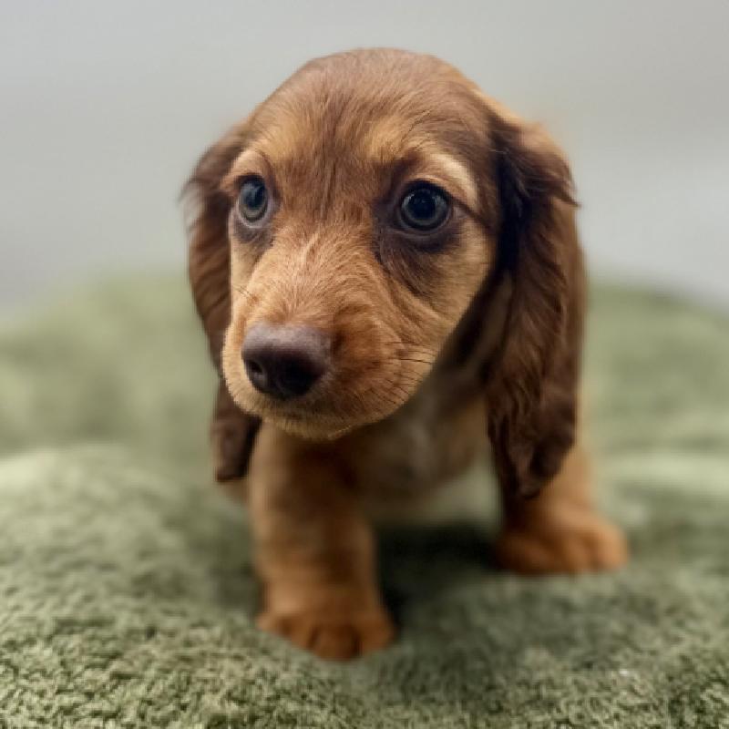 Dachshund - 7028, Dachshund