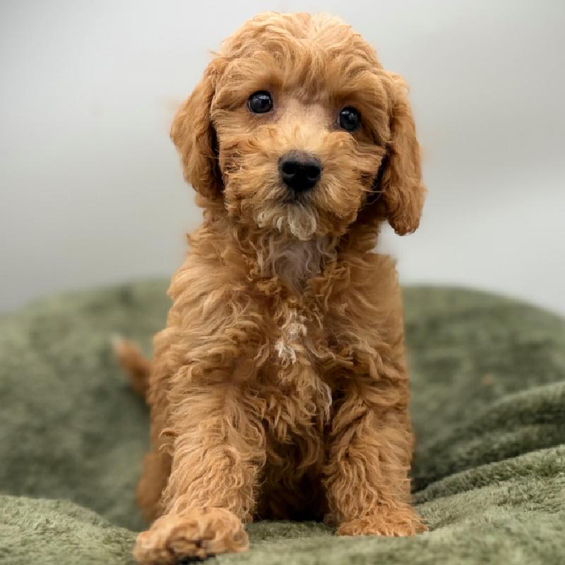Mini Goldendoodle 2nd Gen - 7031, Mini Goldendoodle 2nd Gen