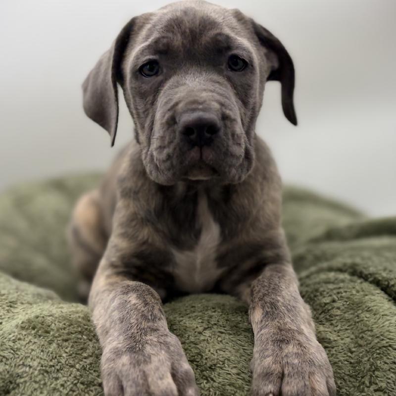 Cane Corso - 7034, Cane Corso