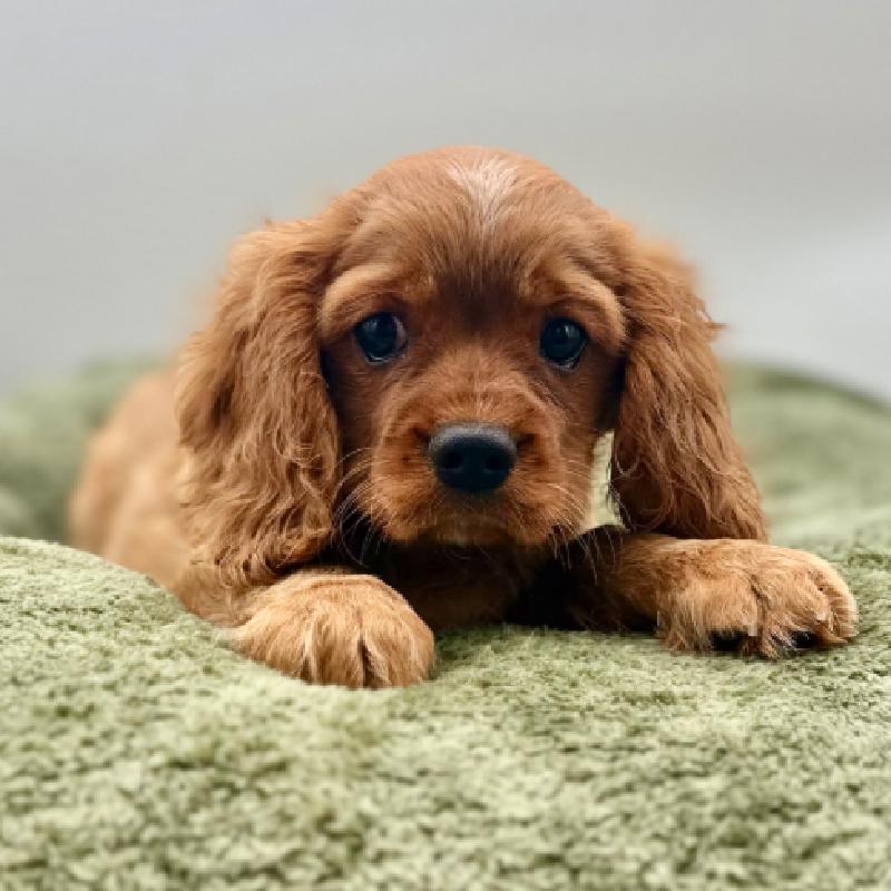 Cavalier King Charles Spaniel - 7030, Cavalier King Charles Spaniel