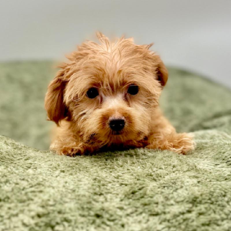 Yorkie-Poo - 7029, Yorkie-Poo