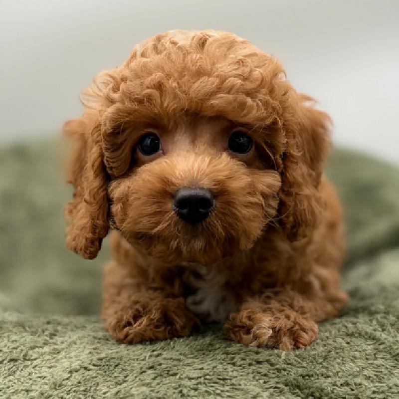 Cavapoo - 7035, Cavapoo