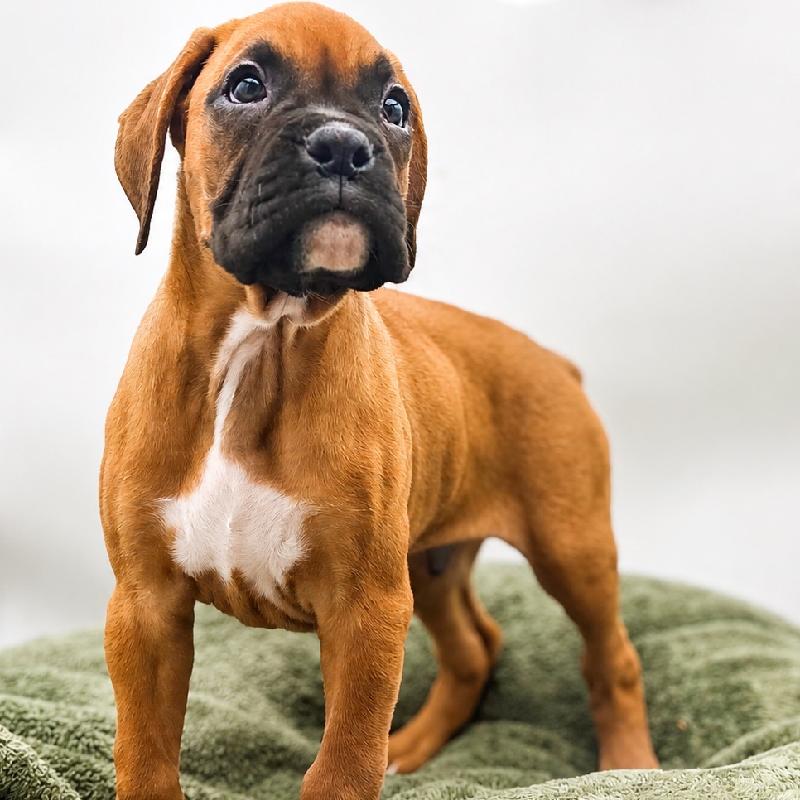 Boxer - 7037, Boxer