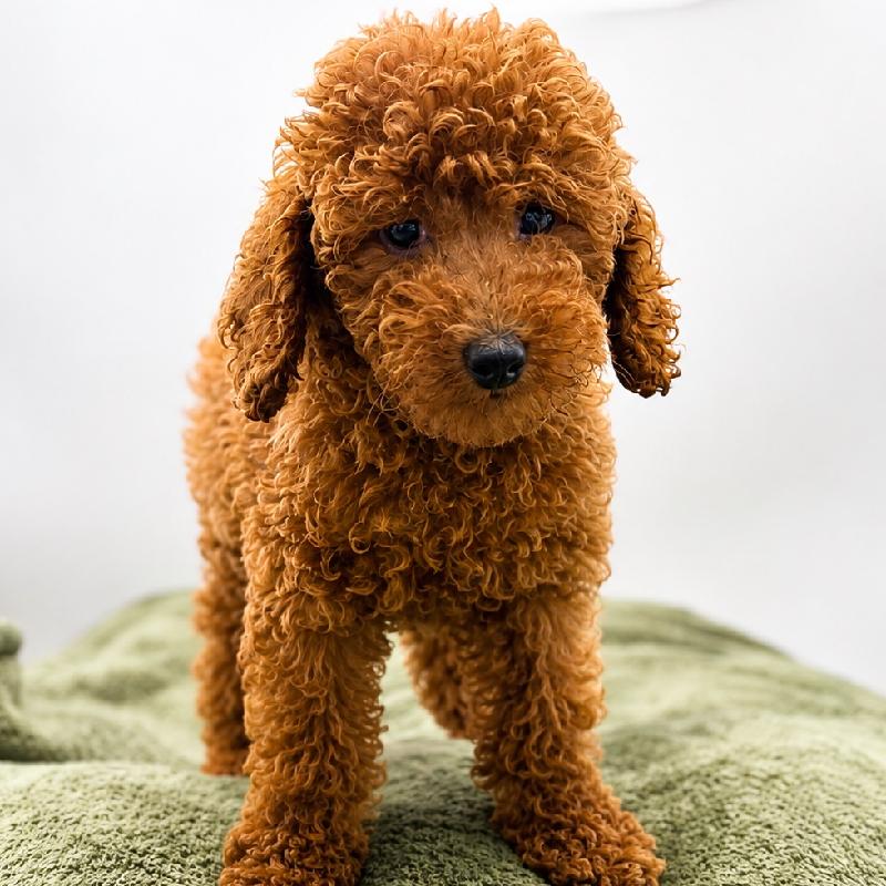 Poodle - 7038, Poodle