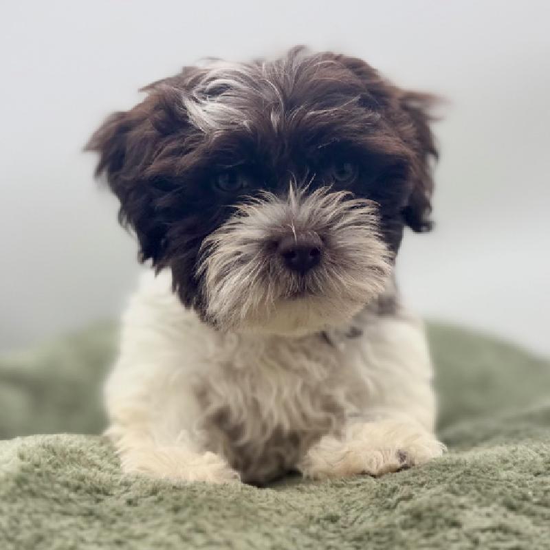 Havanese - 7081, Havanese