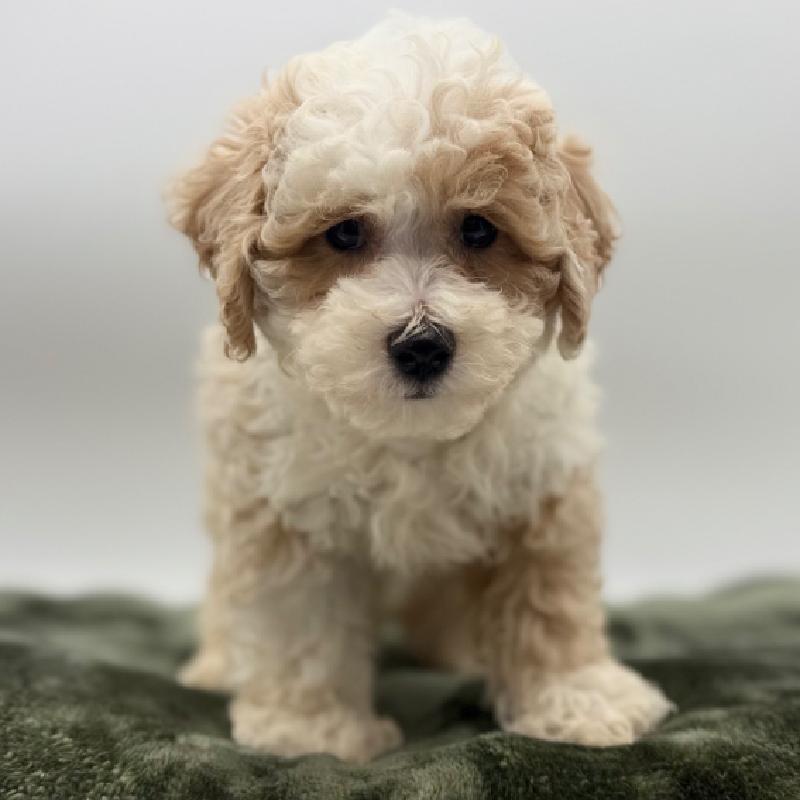 Bichon - 7110, Bichon